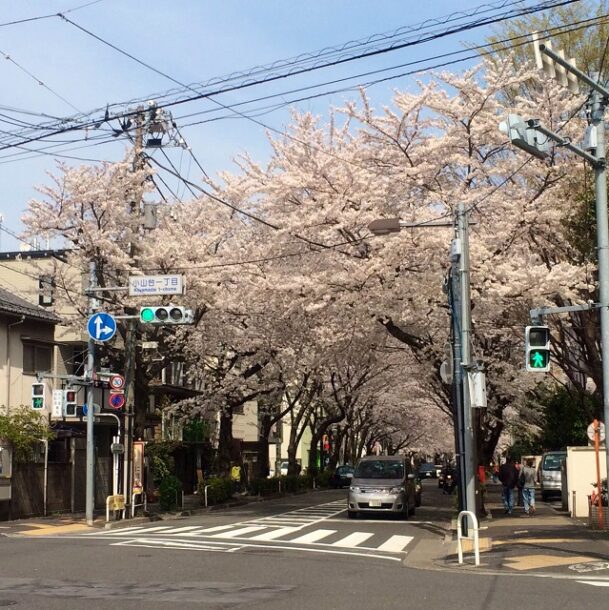 かむろ坂の桜