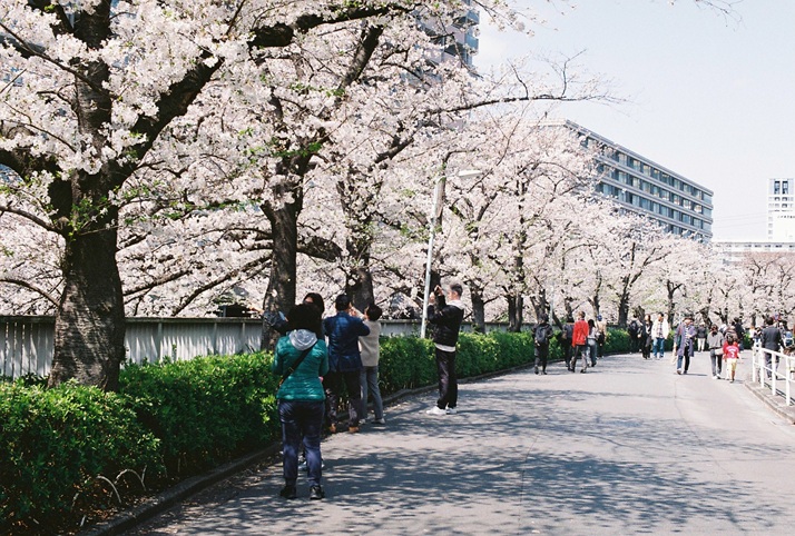目黒川の桜