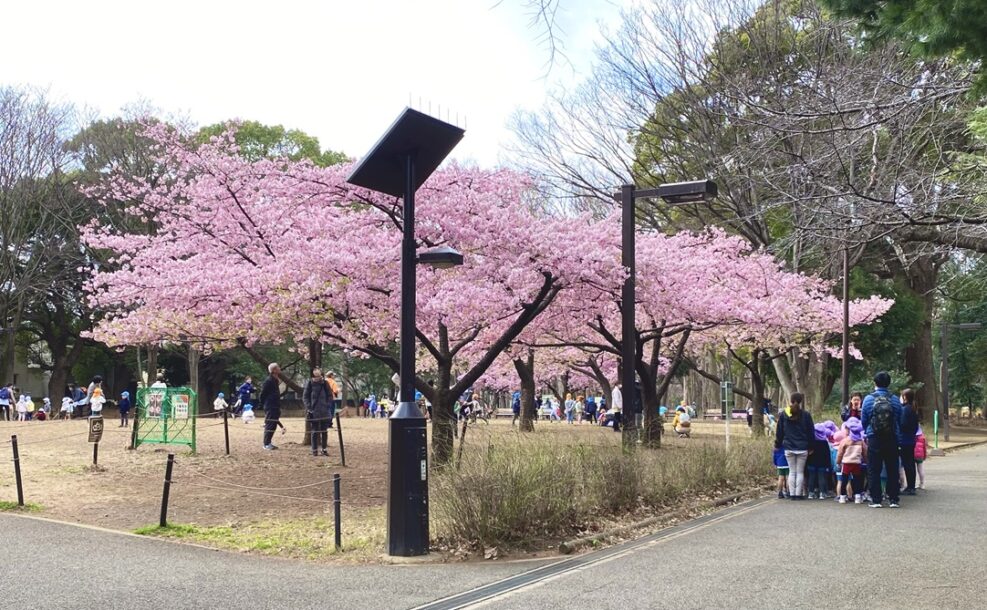 林試の森公園の河津桜