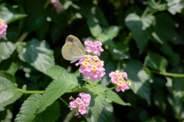 荏原二丁目児童遊園