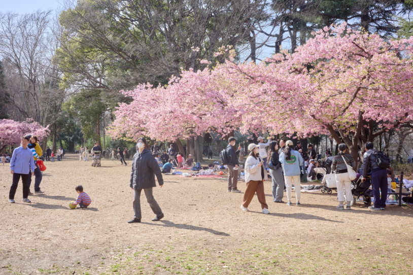 林試の森公園、芝生広場に咲く河津桜
