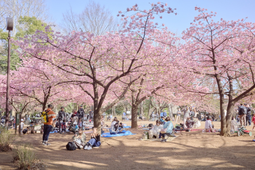 林試の森公園、芝生広場に咲く河津桜