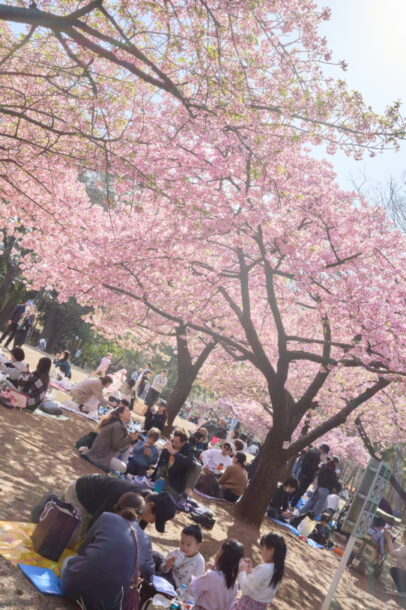 林試の森公園、芝生広場に咲く河津桜