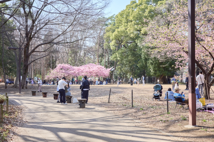 林試の森公園、芝生広場に咲く河津桜