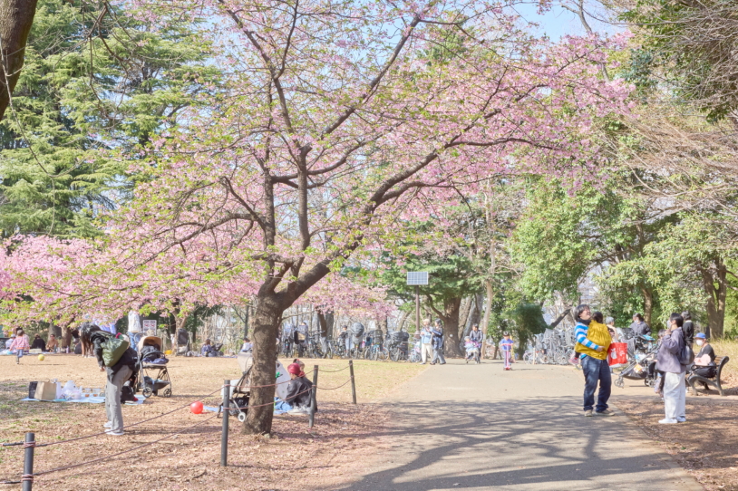 林試の森公園、芝生広場に咲く河津桜